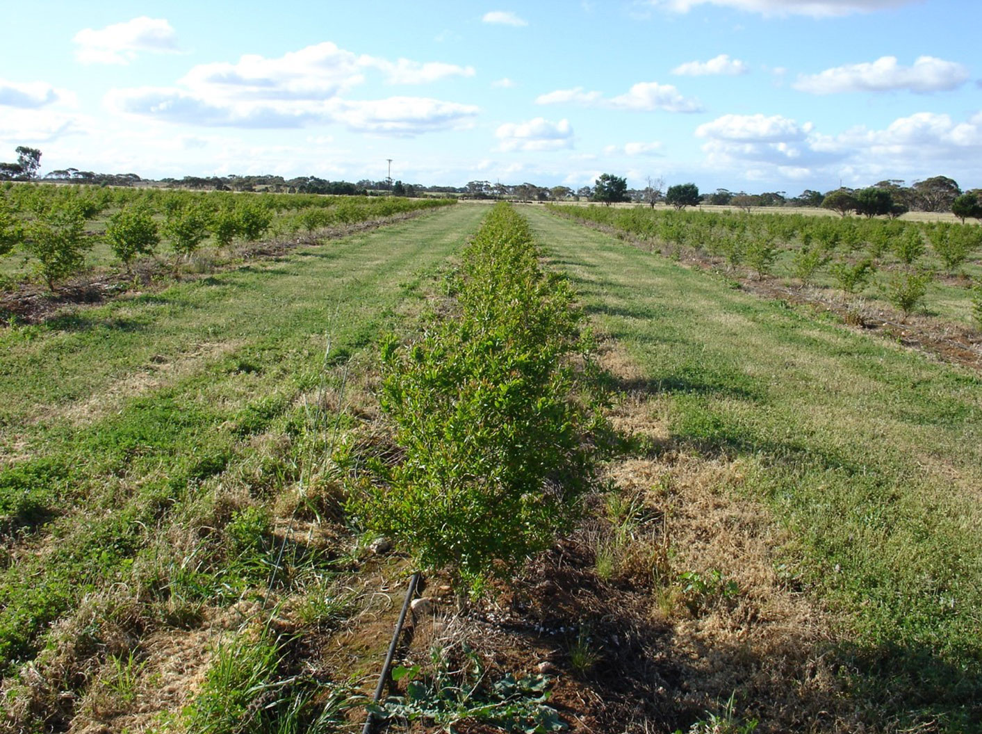 Trees-are-continuing-to-grow